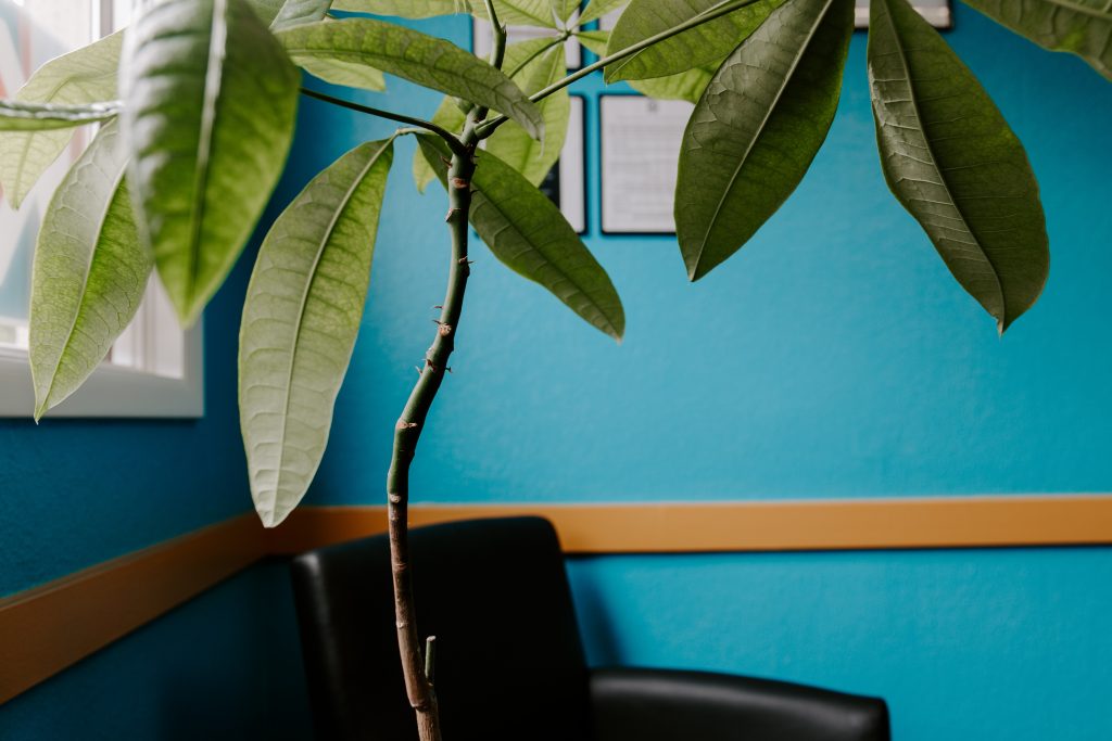 Zimmerpflanze vor blauer Wand